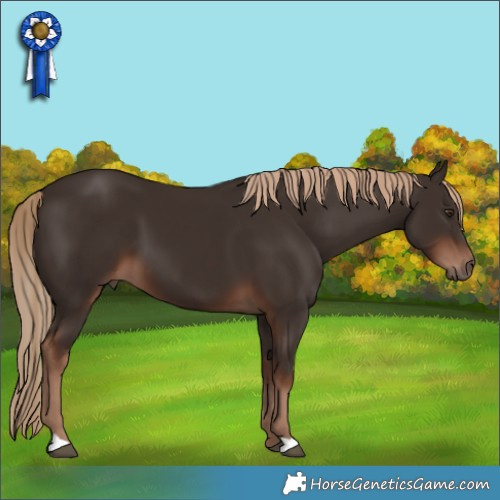 Horse Color:Liver Chestnut 