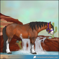 Horse Color:Bay Sabino 