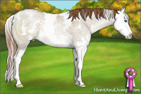 Horse Color:White Spotted Buckskin Pearl Dun Splash