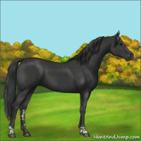 Horse Color:Smoky Black  and Black 