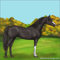 Horse Color:Smoky Black and Smoky Black