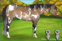 Horse Color:White Spotted Brown Dun 