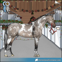 Horse Color:White Spotted Brown Dun 