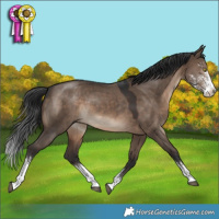 Horse Color:Brown Dun Sabino 