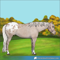 Horse Color:Silver Grullo Appaloosa 