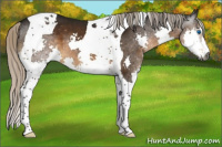 Horse Color:Gray Silver Buckskin Sabino Splash Tobiano 