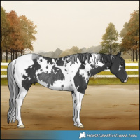 Horse Color:White Spotted Black Tobiano Rabicano
