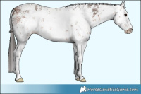 Horse Color:White Spotted Bay Sabino 