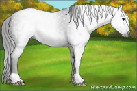 Horse Color:Gray Black 