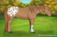 Horse Color:Chestnut Appaloosa