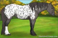 Horse Color:Grullo Appaloosa 