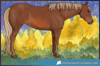 Horse Color:Chestnut Rabicano 