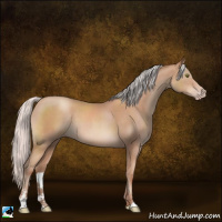 Horse Color:Silver Classic Champagne Sabino Rabicano