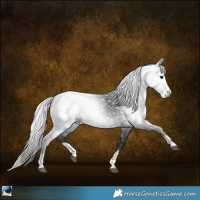 Horse Color:Gray Black Sabino Splash Rabicano