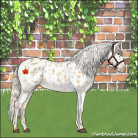 Horse Color:Palomino Dun Appaloosa