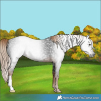 Horse Color:Gray Liver Chestnut 