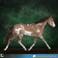 Horse Color:White Spotted Liver Red Dun Sabino Frame Rabicano 