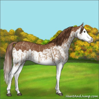 Horse Color:Red Dun Splash  and Chestnut Splash 