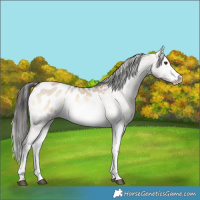 Horse Color:White Spotted Liver Red Dun Onyx Sabino Appaloosa 