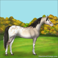 Horse Color:White Spotted Liver Red Dun Onyx Sabino Appaloosa 