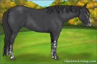 Horse Color:Blue Roan Sabino Splash and Blue Roan Sabino