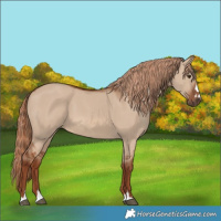 Horse Color:Red Dun 