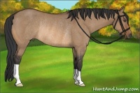 Horse Color:Bay Dun Rabicano 