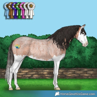 Horse Color:Bay Roan Splash Rabicano 