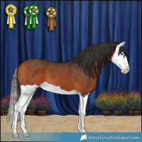 Horse Color:Bay Splash 