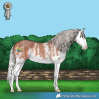 Horse Color:White Spotted Silver Bay Splash 