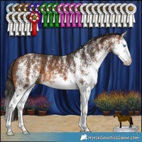 Horse Color:White Spotted Bay Splash 