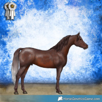 Horse Color:Chocolate Brown Rabicano 