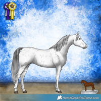 Horse Color:Gray Brown Sabino Rabicano 