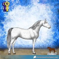 Horse Color:Gray Brown Sabino Rabicano