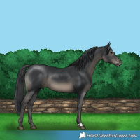 Horse Color:Black Mushroom Rabicano 
