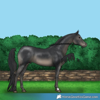 Horse Color:Black Mushroom Rabicano 