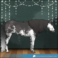 Horse Color:Black Splash 