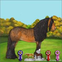 Horse Color:Buckskin 