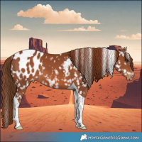 Horse Color:Chestnut Tobiano Appaloosa
