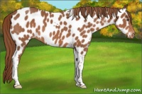 Horse Color:Chestnut Tobiano Appaloosa 
