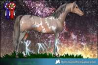 Horse Color:White Spotted Bay Appaloosa