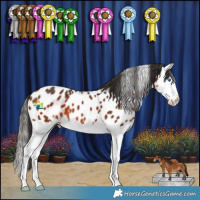 Horse Color:Bay Sabino Splash Appaloosa