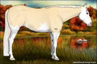Horse Color:Palomino Dun Splash 