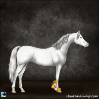 Horse Color:Cremello Appaloosa 
