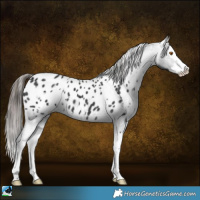 Horse Color:White Spotted Black Splash Appaloosa 