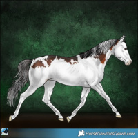 Horse Color:White Spotted Brown Splash 