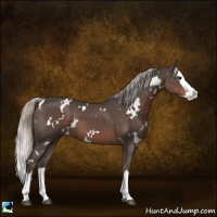 Horse Color:White Spotted Silver Black Splash 