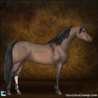 Horse Color:Bay Dun