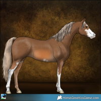 Horse Color:Chocolate Palomino Sabino 