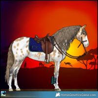 Horse Color:Buckskin Sabino Near Leopard 